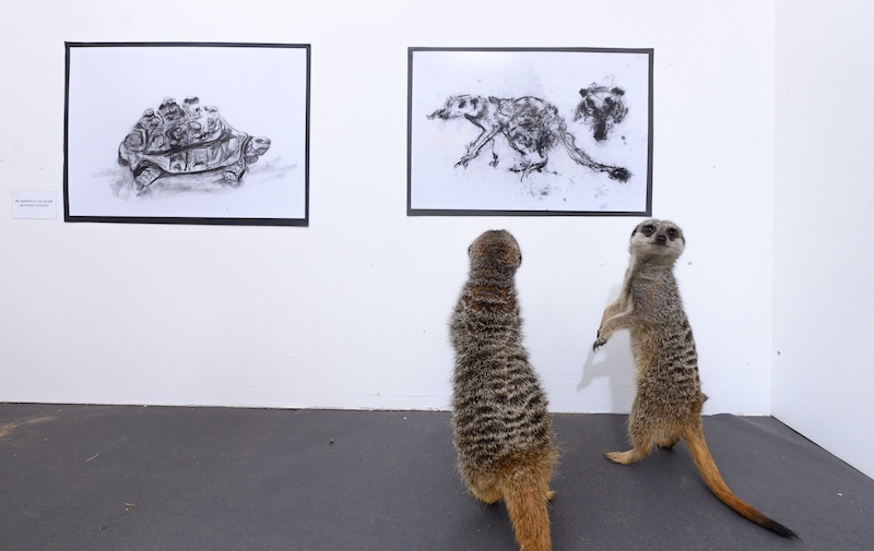 University for the Creative Arts puts on animal art exhibition attended by Arlo and Frodo the meerkats to see their ‘pawtraits’ by animation students